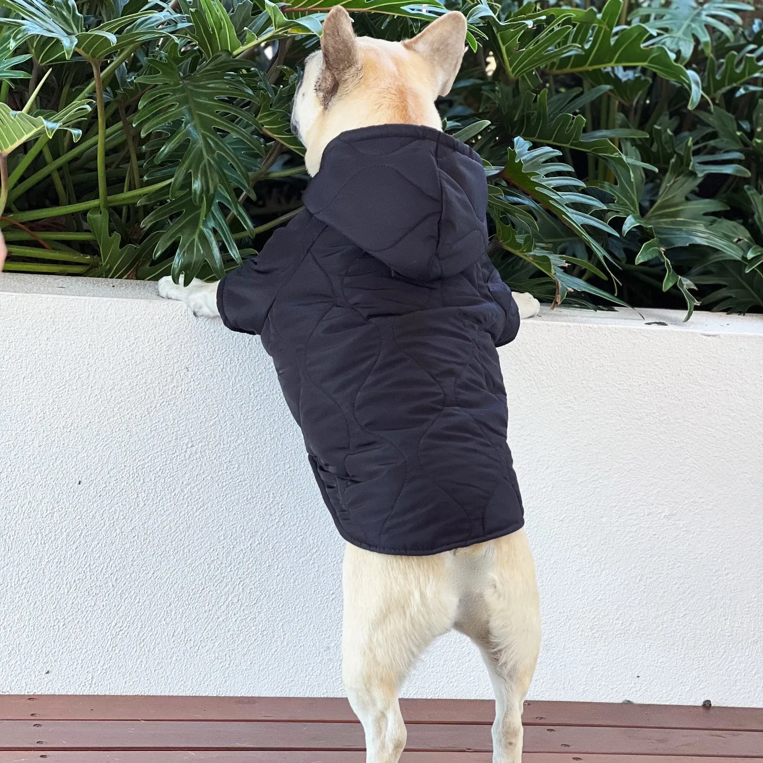Midnight Puffer Jacket